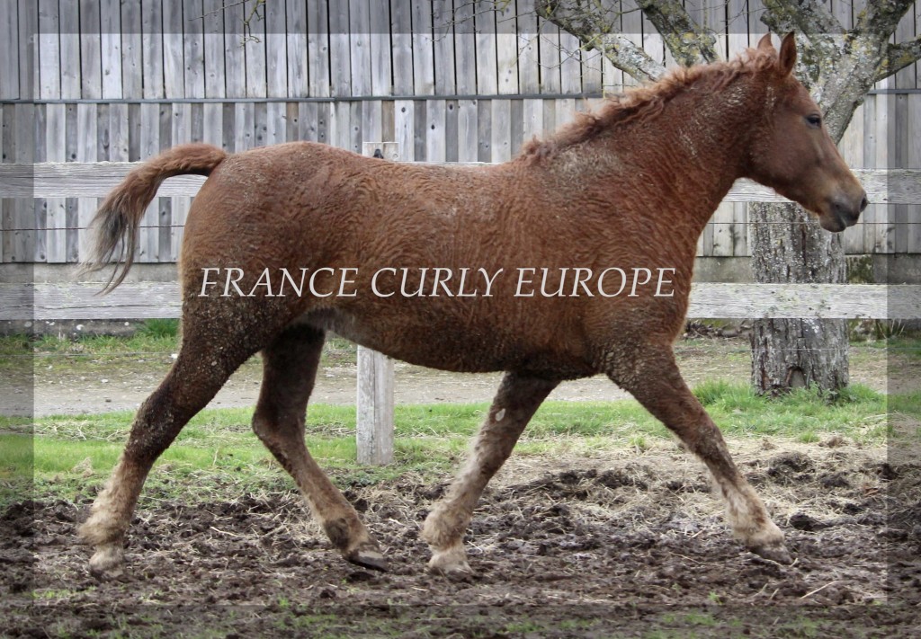 FRANCE CURLY 1124A (IN FOAL MARE)
