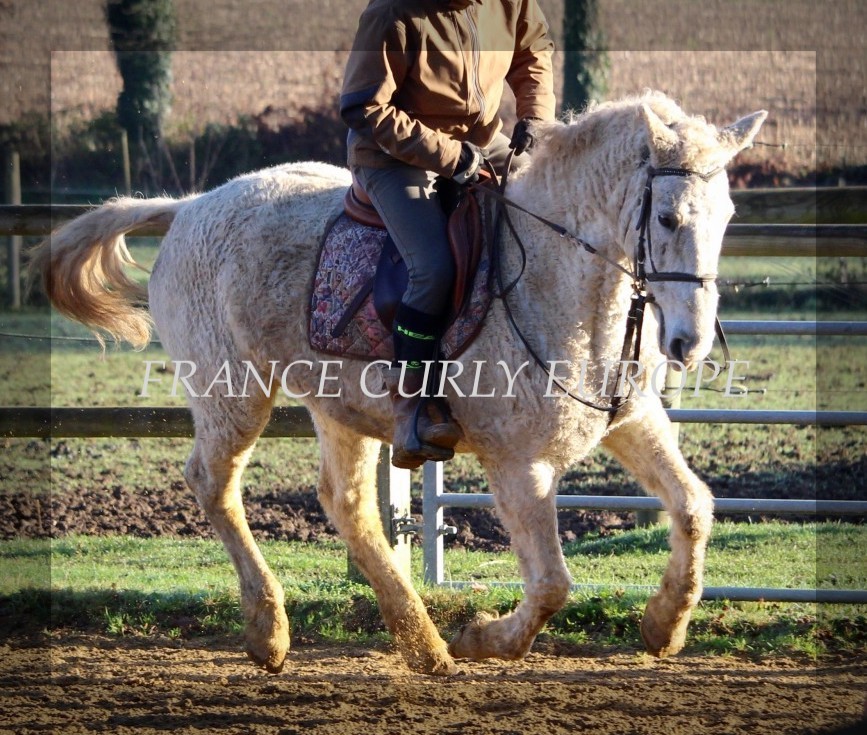 FRANCE CURLY 1024A  (in foal mare)